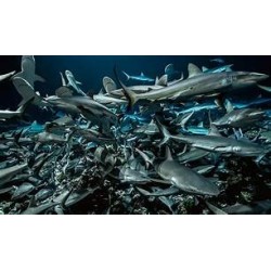 700 REQUINS DANS LA NUIT - DVD + BLU-RAY