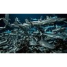 700 REQUINS DANS LA NUIT - DVD + BLU-RAY