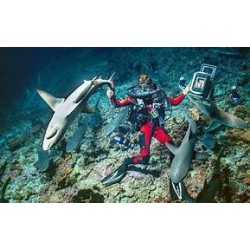 700 REQUINS DANS LA NUIT - DVD + BLU-RAY