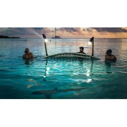 700 REQUINS DANS LA NUIT - DVD + BLU-RAY