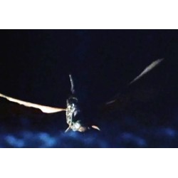 PIRANHA 2 - LES TUEURS VOLANTS - IMPORT