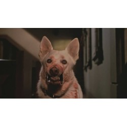 DRESSÉ POUR TUER ( WHITE DOG ) - COLLECTOR -  COMBO DVD + BD - ÉDITION LIMITÉE
