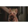 DRESSÉ POUR TUER ( WHITE DOG ) - COLLECTOR -  COMBO DVD + BD - ÉDITION LIMITÉE