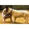 DRESSÉ POUR TUER ( WHITE DOG ) - COLLECTOR -  COMBO DVD + BD - ÉDITION LIMITÉE