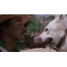 DRESSÉ POUR TUER ( WHITE DOG ) - COLLECTOR -  COMBO DVD + BD - ÉDITION LIMITÉE