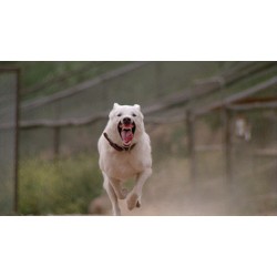 DRESSÉ POUR TUER ( WHITE DOG ) - COLLECTOR -  COMBO DVD + BD - ÉDITION LIMITÉE