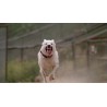 DRESSÉ POUR TUER ( WHITE DOG ) - COLLECTOR -  COMBO DVD + BD - ÉDITION LIMITÉE