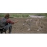 DANSE AVEC LES LOUPS - BLU RAY